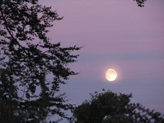 IMG_0862