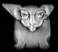 motherofpearl_02.jpg