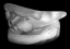 motherofpearl_08.jpg