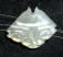 motherofpearl_269.jpg