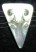 motherofpearl_272.jpg